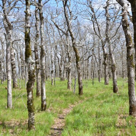 Black Fork Mountain Trail in southwest Arkansas, near the Oklahoma border, is a great long day hike or overnight backpacking trip for those who want to escape the crouds.